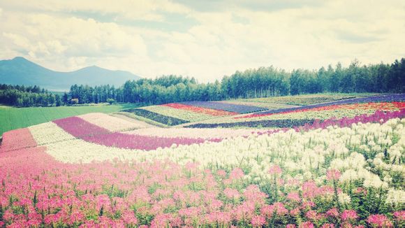 华为什么花